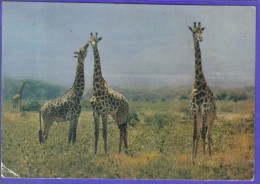 Carte Postale Animaux  Girafes Giraffes  éditions HOA QUI N° 4289  Très Beau Plan - Jirafas