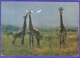 Carte Postale Animaux  Girafes Giraffes  éditions HOA QUI N° 4289  Très Beau Plan - Giraffe