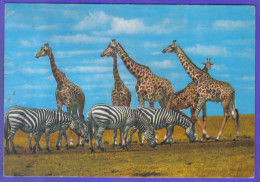 Carte Postale Animaux  Girafes Giraffes  Et Zèbres  Très Beau Plan - Giraffes