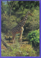 Carte Postale Animaux  Girafes Giraffes   Très Beau Plan - Giraffe