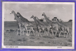 Carte Postale Animaux  Girafes Giraffes   Très Beau Plan - Giraffen