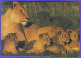 Carte Postale Animaux  Faune  Lions Family   Très Beau Plan - Lions