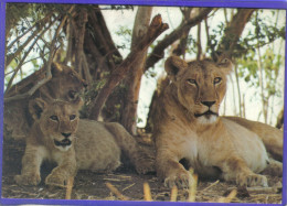 Carte Postale Animaux  Faune  Lions Family   Très Beau Plan - Lions