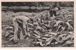 HERBEUMONT RECOLTE  DU TABAC - Herbeumont