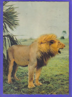 Carte Postale Animaux  Faune  Lions   Très Beau Plan - Lions