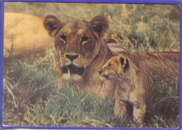 Carte Postale Animaux  Faune  Lions   Très Beau Plan - Lions