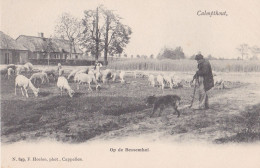 KALMTHOUT 1905 SCHAAPHERDER MET KUDDE SCHAPEN OP DE BESSEMHEI - MOOIE ANIMATIE - HOELEN KAPELLEN 849 - Kalmthout