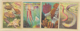 TRADE CARDS, CHOCOLATE, JACQUES, MARINE LIFE, CORALS AND INVERTEBRATES, 4X - Jacques