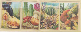 TRADE CARDS, CHOCOLATE, JACQUES, MARINE LIFE, CORALS AND INVERTEBRATES, 4X - Jacques