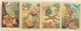 TRADE CARDS, CHOCOLATE, JACQUES, MARINE LIFE, CORALS AND INVERTEBRATES, 4X - Jacques