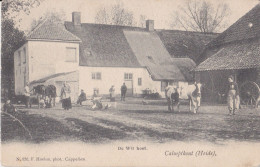 HEIDE KALMTHOUT 1905 DE WIT HOEF - HOEVE BOERDERIJ MET VEE KOEIEN KIPPEN PAARD - MOOIE ANIMATIE - HOELEN KAPELLEN 856 - Kalmthout