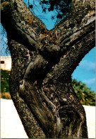 15-11-2023 (2 V 16) Malta - Christ Of The Cross (tree) - Arbres