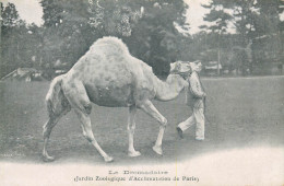 PARIS 16eme   Jardin Zoologique  D'acclimatation  Le Dromadaire - Parcs, Jardins