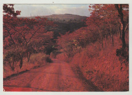 AK CPM Zimbabwe Msasa Trees, 1985 Postalisch Gelaufen, Siehe 3 Scans - Simbabwe