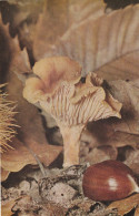 GIROLE - Mushrooms