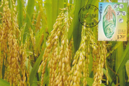 2023-22 CHINA Hybrid Rice Local MC-S - Cartoline Maximum