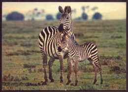 ZEBRES - Zebra's