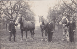 KAPRIJKE - LEMBEKE - FOTOKAART BELGISCHE WERKPAARDEN TREKPAARDEN - Kaprijke