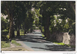 MILIS - VIALE S. PAOLO - COLORI  VIAGGIATA  1965 - ANIMATA - Oristano