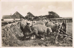 Texel Schapen Melken C3748 - Texel