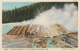 Sponge Geyser, 4Ft., Yellowstone National Park, Wyoming - Yellowstone