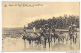 Pk281: Nels Missiën Der Paters Oblaten Op Het Eiland Ceylon  Aan Het Werk In Het Rijstveld - Sri Lanka (Ceylon)