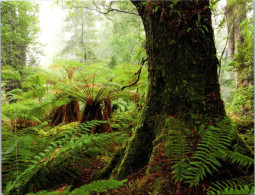 16-11-2023 (2 V 22) Australia - AVANTI - Mount Lindsay (tree) - Arbres