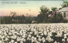 An Easter Lily Field Bermuda 1932 - Bermuda