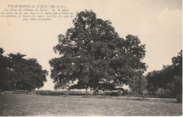 Le CHENE Du Château De Fesles à CHAVAGNES Les EAUX - Arbres