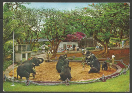 Carte P De 1972 ( Dehiwela Zoo / Elephant Circus ) - Sri Lanka (Ceylon)