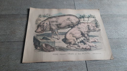 Ancien Image Planche épinal Porc Verrat Truie Et Ses Petits - Fischen + Jagen