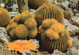 CPM - M - JARDIN EXOTIQUE - COUSSIN DE BELLE MERE - Cactus