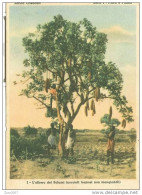 AFRICA CRISTIANA - FLORA E FAUNA - L'ALBERO DEI SALAMI. - Missions