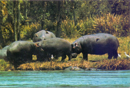 CP - Parc De L'Akagera - Rwanda - Nijlpaarden - Hippopotan - Hipopótamos