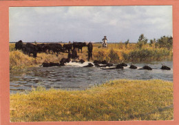 CAMARGUE - BOUCHES DU RHONE - TAUREAUX TRAVERSANT UN COURS D'EAU - NEUVE - Taureaux