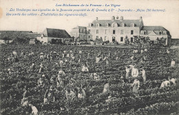 Ingrandes * Les Vendanges Au Vignoble De La Bouvraie , Propriété De H. GRANDIN Et Cie * Une Partie Des Celliers * Vin - Autres & Non Classés