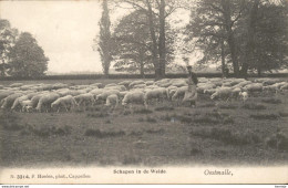 MALLE OOSTMALLE 1907 SCHAAPHERDER MET SCHAPEN IN DE WEIDE - MOOIE ANIMATIE - HOELEN KAPELLEN 3314 - Malle