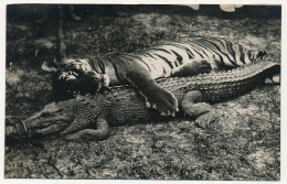 CPA - Tigre Et Crocodile Muselé. (Zoo ?) Non Situé - Tiger