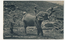 CPA - CEYLAN - Elephant Au Travail - Elephant At Work On New Clearing, Ceylon - Sri Lanka (Ceylon)