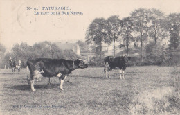 COLFONTAINE - PATURAGES CA. 1910 KOEIEN / VACHES DANS LE PRÉ - LE HAUT DE LA RUE NEUVE - Colfontaine