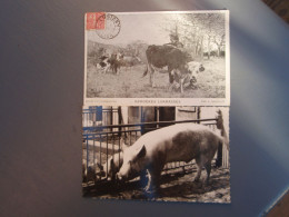 Cp GRIGNON  Ecole Nationale D'Agriculture, Un Beau Reproducteur  &Bergères Lorraines - Cochons & Vaches - LUSIGNY - - Grignon