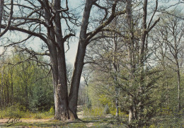 Delcampe - CHATEAUNEUF-en-THYMERAIS (Eure-et-Loir): Les Quatre Frères De Bigeonnette, Chêne Rouvre De 275 Ans - Châteauneuf