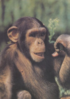 Chimp Monkey Osijek Croatia City Zoo - Singes