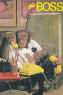 Chimp Monkey W Telephone - Singes