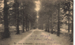 BELGIQUE - Camp De Beverloo - Allée Des Soupirs - Carte Postale Ancienne - Leopoldsburg (Kamp Van Beverloo)