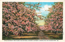 ETATS-UNIS - Apple Blossom Time The National Highway Between Cumberland And Hagerstown - Colorisé - Carte Postale - Hagerstown