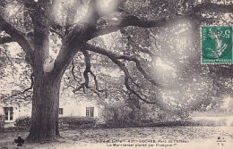 LE MARRONNIER PLANTE PAR FRANCOIS 1 ER.               LOCHES. PARC DU CHATEAU - Arbres