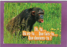 Humour Animaux Humoristiques  Singe  " Eh, Tu ... Où Est Tu ... Que Fais Tu ... Que Deviens Tu ? - Singes