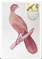 ETHIOPIA 2-12-63 - TAURACO LEUCOTIS  (Touraco à Joues Blanches) - Cuckoos & Turacos