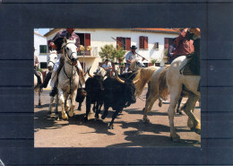 Camargue. Une Abrivado. Carte Moderne - Taureaux